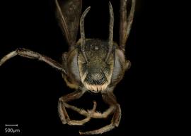   Megachile microsomanbsp; ?male face, photo: Chelsey Ritner 
